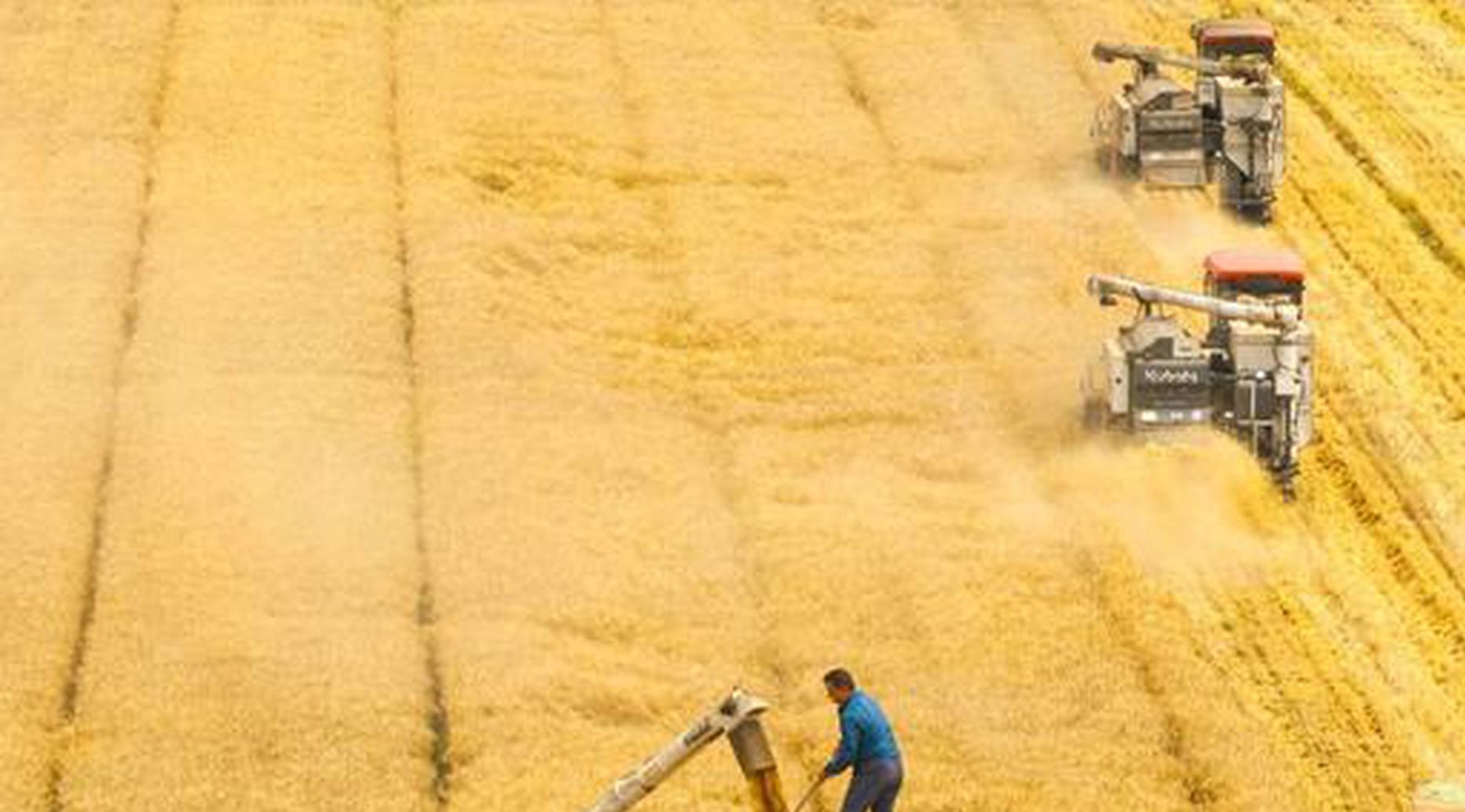 China completes 75% of summer wheat harvest