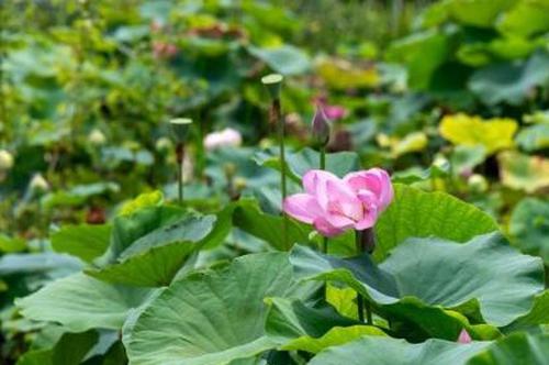 Centuries-old lotus blooms in East China's Zhejiang