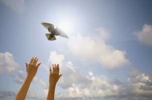 Guideline to monitor animal release