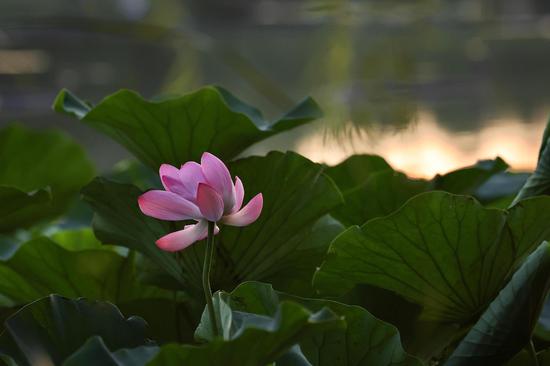 Lotus flowers in full bloom at park in east China's Anhui