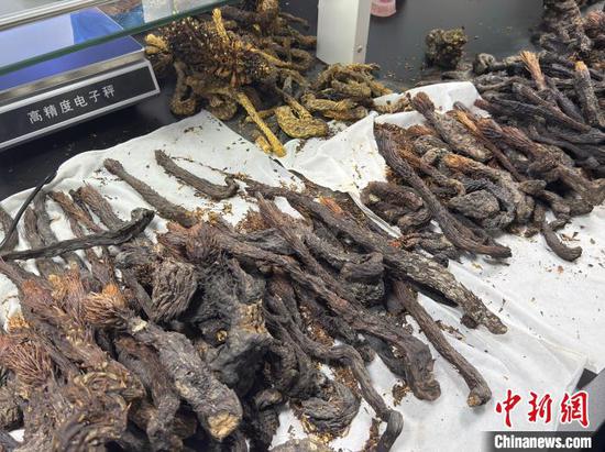 Cultivating 'desert ginseng' in Xinjiang brings green wealth to arid lands