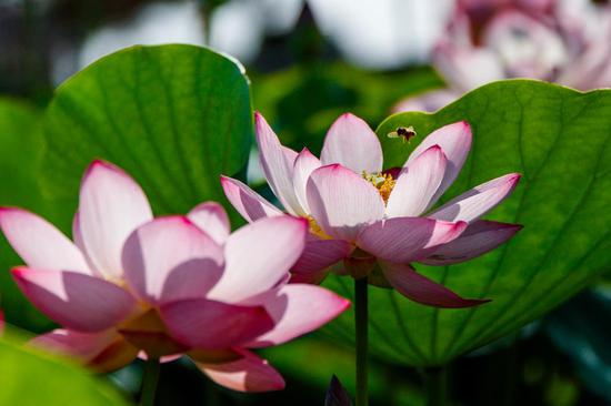 Summer lotus blooms at Fengyi Lake in Suixian, Henan