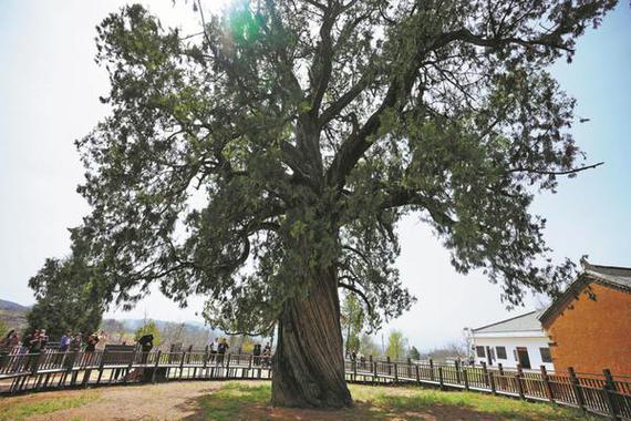 The Xueshan Ancient Cypress stands in Bai'an village in Luonan county, Shaanxi province. (Photo provided to China Daily)