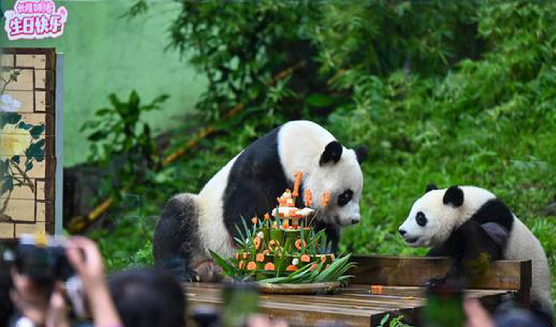 Giant panda Mei Zhu celebrates its 1st birthday in Guangzhou