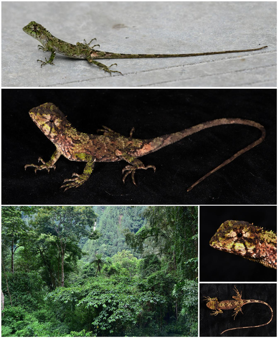 Chinese team discovers new color-changing lizard species