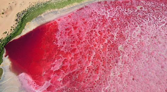 Pink lake adds color to desert in N China