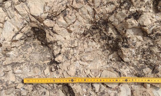 158 Cretaceous dinosaur footprints with 12 trackways discovered in NW China