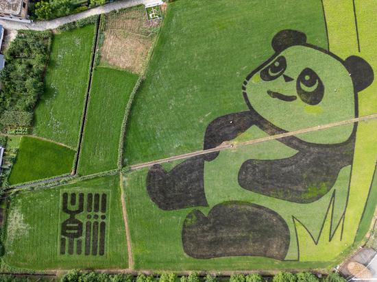 Rice paddy artwork unveiled in Sichuan