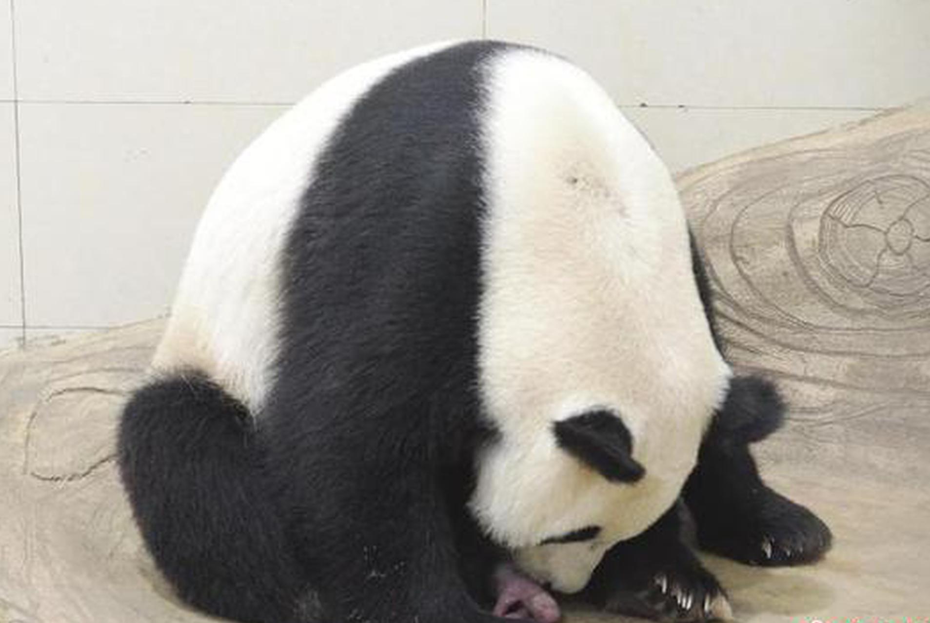 First giant panda cub of 2025 born at panda base in SW China's Sichuan