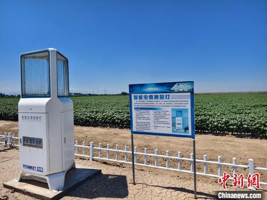 A smart pest monitoring lamp operates in a cotton field in Shihezi, northwest China’s Xinjiang Uygur Autonomous Region, June 28, 2025. (Photo: Wang Jing) A smart pest monitoring lamp operates in a cotton field in Shihezi, northwest China’s Xinjiang Uygur Autonomous Region, June 28, 2025. (Photo: Wang Jing)