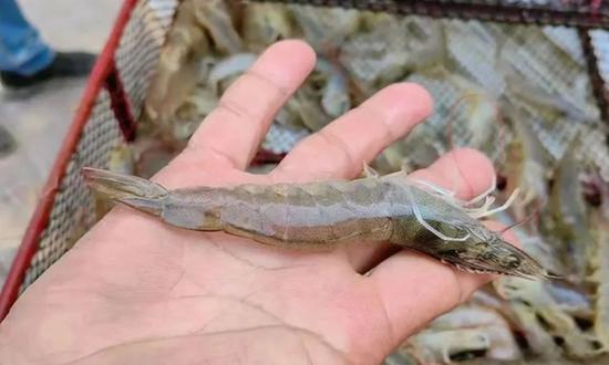 New batch of ‘desert seafood’ from northwest China's Xinjiang to hit market
