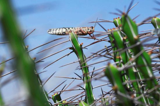 Scientists unravel locust plagues for pest control