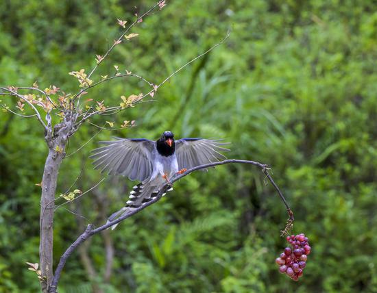 Red-billed blue magpies attract photography enthusiasts in S China’s Wuzhou