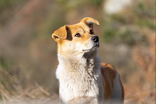 Netizens debate bans on Chinese pastoral dogs in cities across country