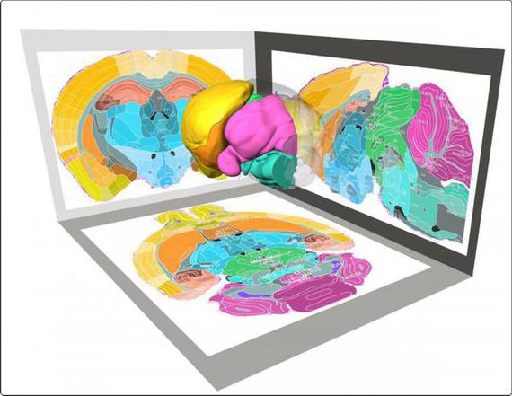 Luo Qingming's brain space information research team maps 3D structure of mouse brain regions in Stereotactic Atlas. (Photo provided to chinadaily.com.cn) Luo Qingming's brain space information research team maps 3D structure of mouse brain regions in Stereotactic Atlas. (Photo provided to chinadaily.com.cn)
