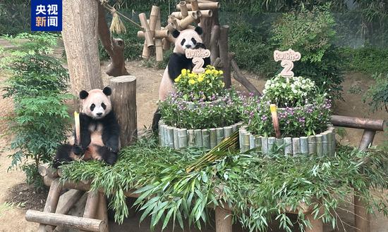 First Chinese panda twins born in S. Korea celebrate 2nd birthday