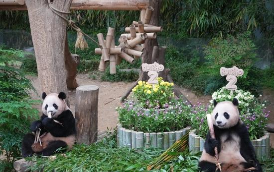 Chinese panda twins celebrate 2nd birthday in S. Korea
