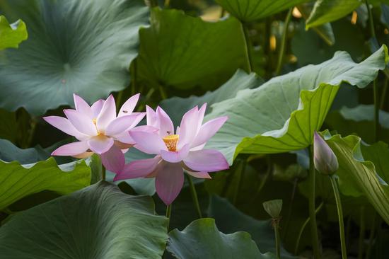 Lotus flowers bloom on Lesser Heat in central China
