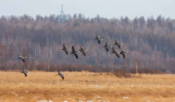Fenglin county in Yichun, Heilongjiang province, is named one of "China's outstanding natural landscape tourism destinations". [Photo provided to chinadaily.com.cn]