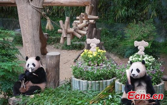 Giant panda twins Rui Bao (left) and Hui Bao are at the birthday party on July 7, 2025, in South Korea. (Photo/China News Service) Giant panda twins Rui Bao (left) and Hui Bao are at the birthday party on July 7, 2025, in South Korea. (Photo/China News Service)