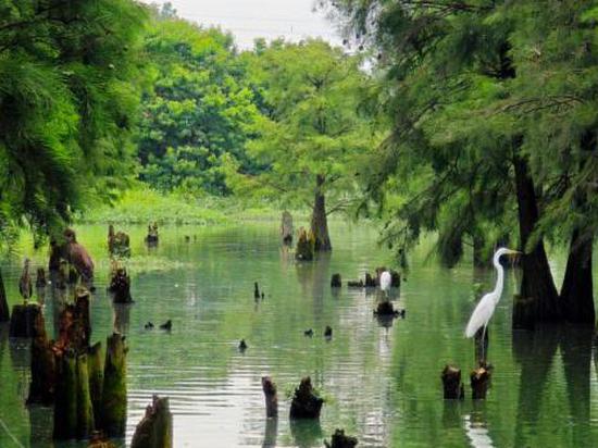 Platform to gauge ecological barrier's role as carbon sink