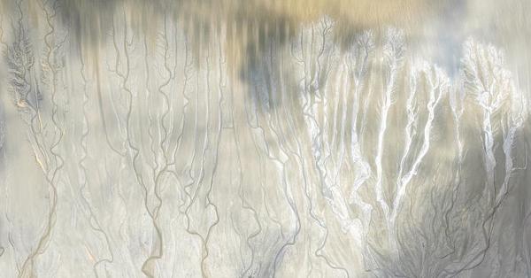 Exploring nature's artistry of tidal trees along the Qiantang River