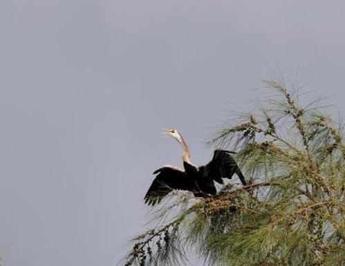 Rare black-bellied darter spotted for first time in south China
