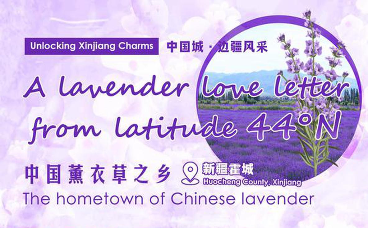 Unlocking Xinjiang Charms | Lavender dreams bloom in Huocheng
