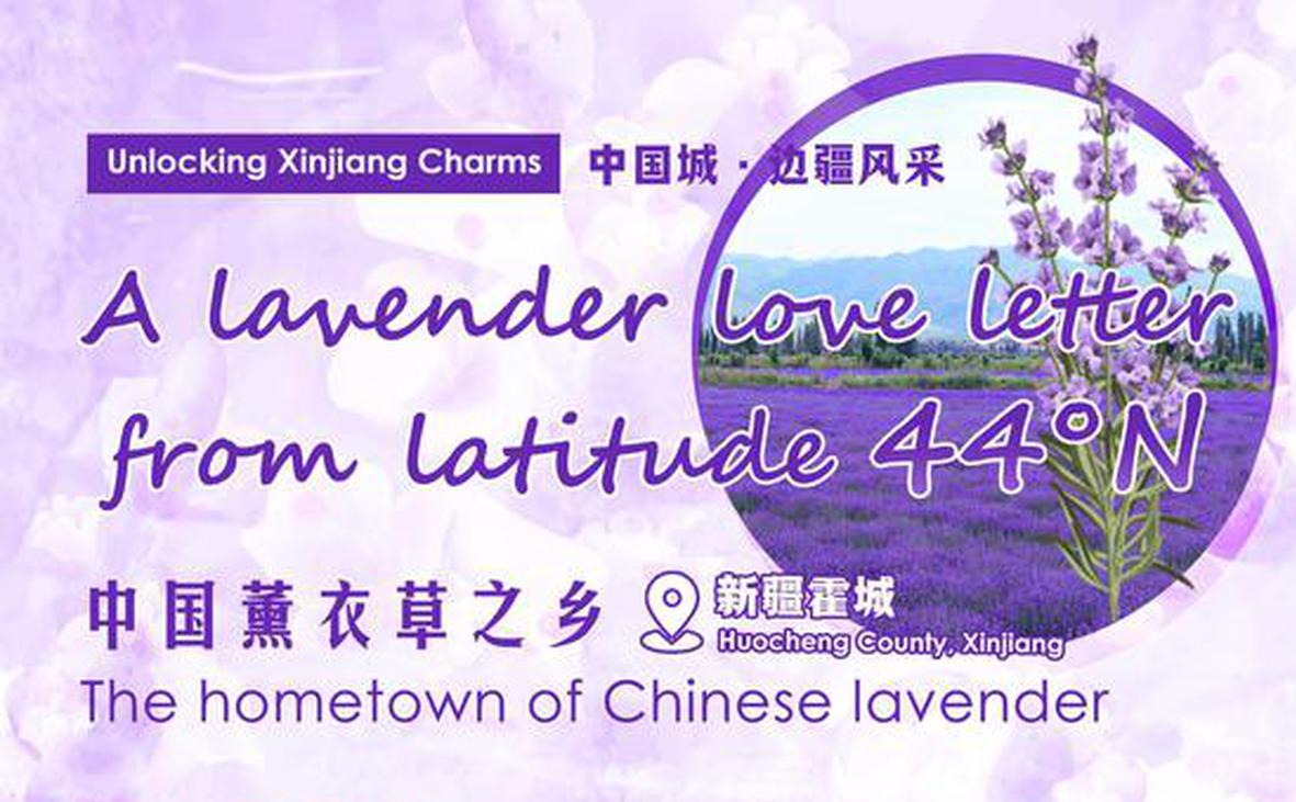 Unlocking Xinjiang Charms | Lavender dreams bloom in Huocheng