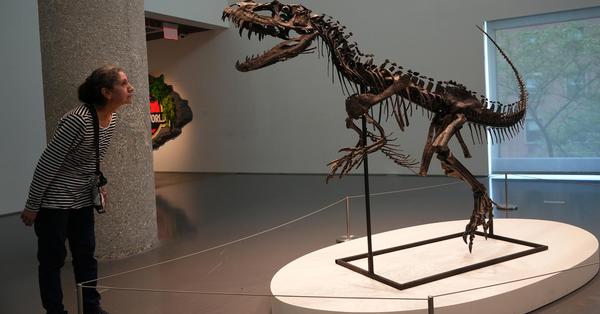 Sotheby's New York to auction rare juvenile Ceratosaurus nasicornis skeleton 