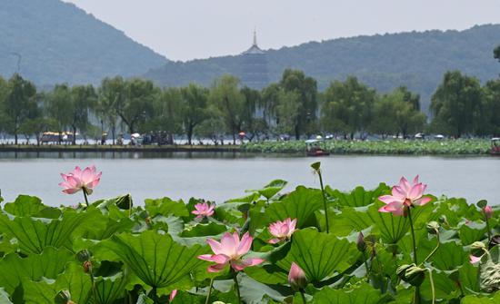 West Lake's lotus flowers in full bloom in Hangzhou