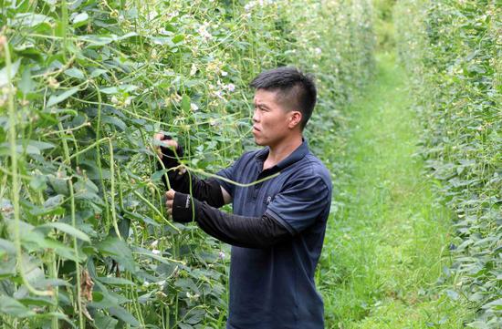 Yardlong bean harvest boosted by drone transport in Guangxi