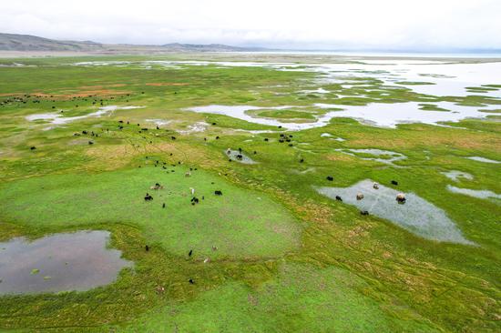 Exploring growing yak industry in Ngari Prefecture, Xizang 