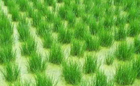 New agriculture plan sows seeds of rural vitalization