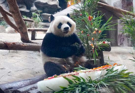 Giant pandas celebrate their birthday in SW China's Chongqing