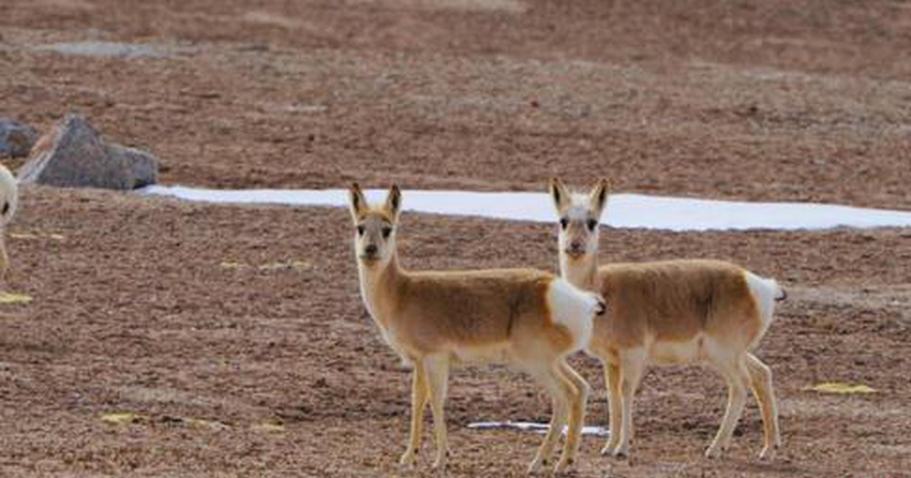 Rare wildlife of Qilian Mountains documented in new atlas