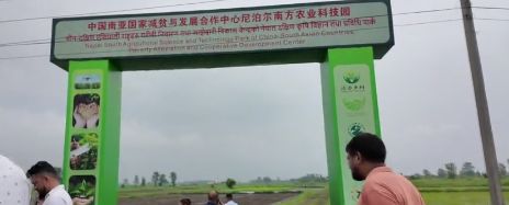 Screenshot shows the rice filed at Nepal South Agricultural Science and Technology Park on Aug. 11, 2025 in Chitwan, southern Nepal. (Photo/China News Service) Screenshot shows the rice filed at Nepal South Agricultural Science and Technology Park on Aug. 11, 2025 in Chitwan, southern Nepal. (Photo/China News Service)