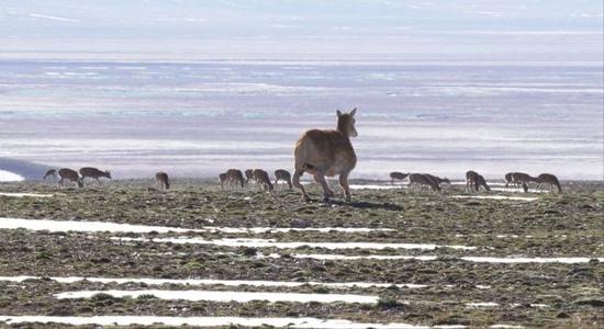 The robotic Tibetan antelope The robotic Tibetan antelope
