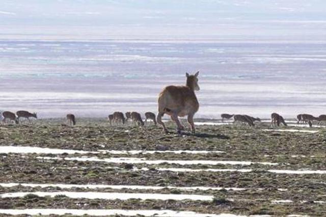China deploys robotic Tibetan antelope for non-intrusive wildlife monitoring