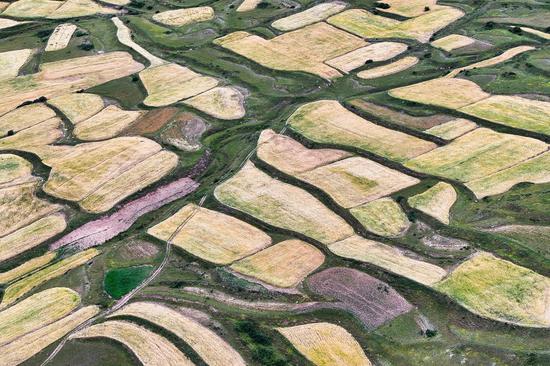 Highland barley in NW China's Yushu mature