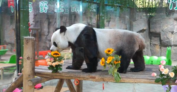 Giant panda Ling Yan's 8th birthday celebrated in central China