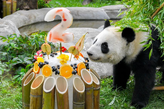 Moscow Zoo celebrates 2nd birthday of first giant panda born in Russia
