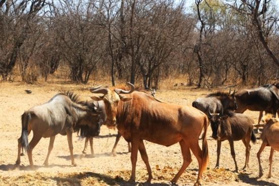 South Africa becomes a destination to savor for novel experiences