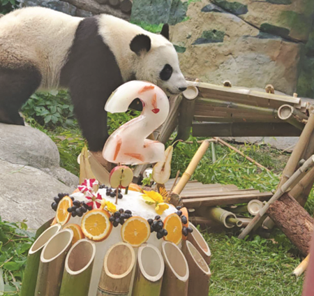 Moscow Zoo is celebrating birthday of Katyusha the panda this week. (Photo: LIU HONGJIE/CHINA DAILY)