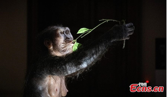 A reconstructed model of Australopithecus "Lucy" is displayed in the exhibition at the Czech National Museum on Aug. 25, 2025. (Photo/China News Service)