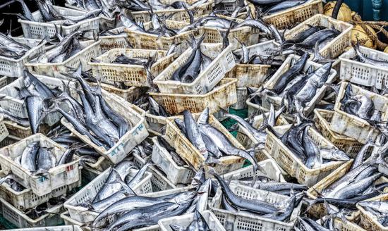 Autumn fishing boats return with full loads in east China