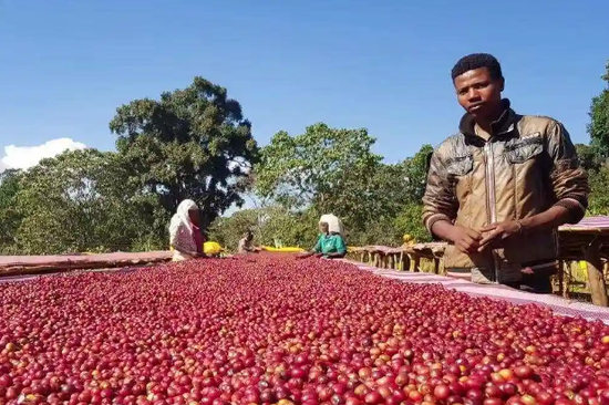 China becomes fifth largest importer of Ethiopian coffee