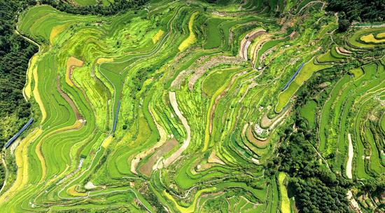 Scenery of terraced fields in S China's Guangxi