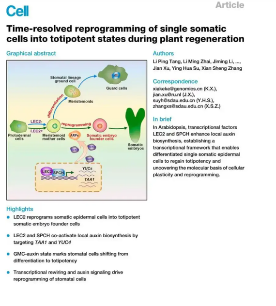 The world’s leading academic journal Cell publishes online a paper by a research team from Shandong Agricultural University, which for the first time reveals the molecular mechanism behind how a single somatic cell develops into a totipotent state. (Screenshot of Cell)
