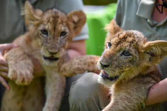 Two-month-old lion cub siblings make debut at wildlife park in Hainan